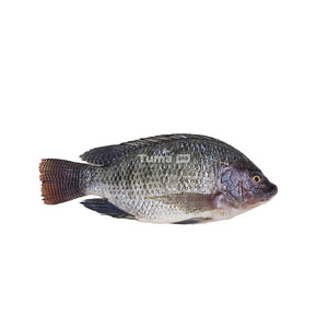 Small Tilapia 1kg