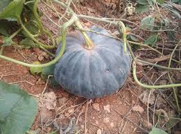 Pumpkin Big