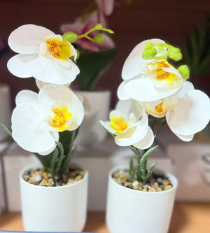 Moth Orchid Flower
