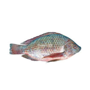 Big Tilapia 1kg