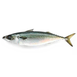 Tomson-Fish Meat 1kg
